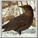 Turdus merula - Amsel w02.jpg